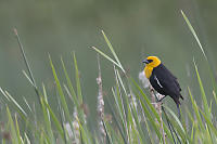 Yellow Headed Blackbird