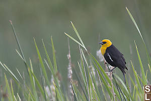 Yellow Headed Blackbird