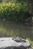 Young Mallards On Warm Rock