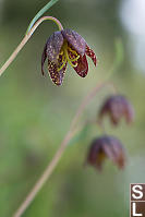 Checker Lily With Stamen