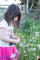 Claira Walking And Dandelions