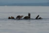 California sea lion