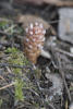 Vancouver groundcone, Small Ground-Cone