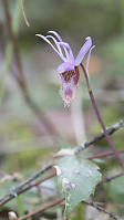 Fairy-Slipper Orchid