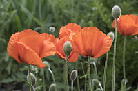 Poppies In Garden