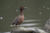 Cinnamon Teal