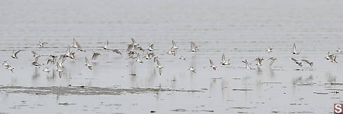 Dunlin And Sandpipers