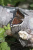 Mourning Cloak