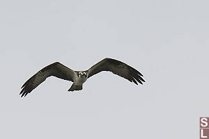 Osprey Looking Around