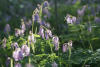 Pacific Bleeding Heart Backlit