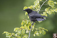 Crow On Branch
