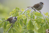 White Crown Sparrows