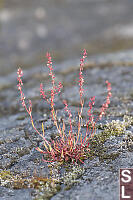 All Red Sorrel