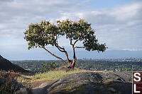 Arbutus On Ridge