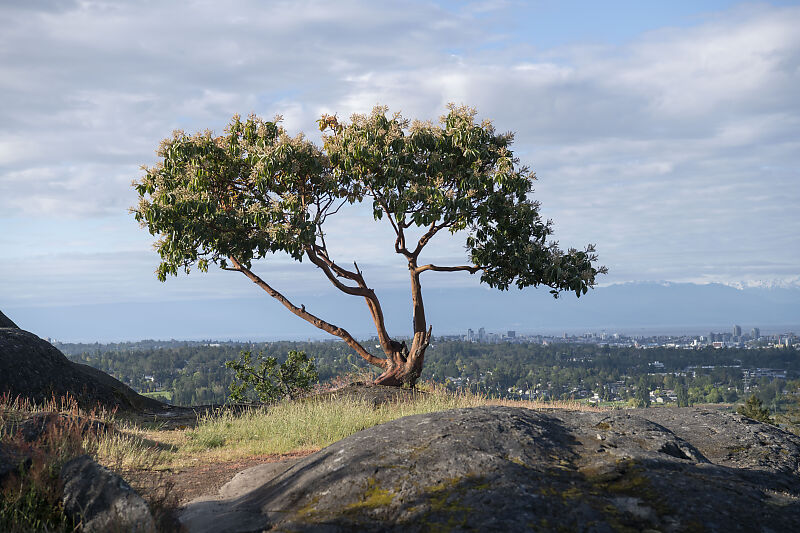 Arbutus On Ridge