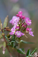 Bog Laurel Flowers