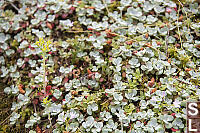 Broadleaf Stonecrop With Flowers