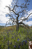 Camas Under Garry Oak