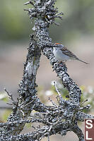 Chipping Sparrow On Lichen Covered Branch