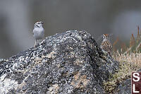 Chipping Sparrow On Rock Outcrop