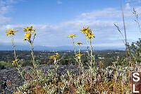 Common Wolly Sunflower Eye Level