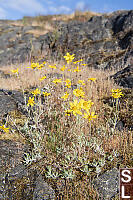 Common Wolly Sunflower In Moss