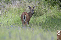 Deer In Urban Park