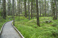 Douglas Fir Forest