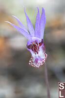 Fairy Slipper Orchid