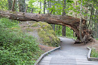 Fallen Tree Made Tunnel