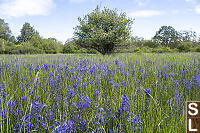 Field Of Camas At Uplands Park