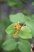 Honeysuckle Flowers