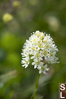 Meadow Deathcamas Flower Head