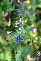 Menzies Larkspur