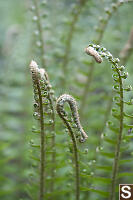 New Growth On Sword Ferns