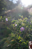 Nootka Rose In Morning Sun