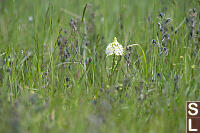 One Meadow Deathcamas In Field