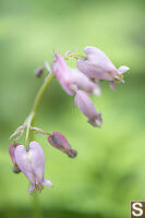 Pacific Bleeding Hearts