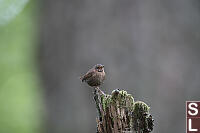 Pacific Wren On Snag