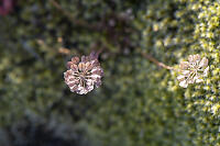 Seed Heads Above Moss