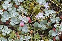 Small-leaved Blinks Growing With Broadleaf Stonecrop