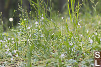 Small Plants In Thin Soils