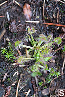 Sundew