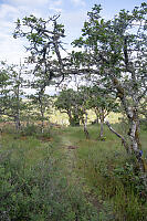 Trail In Garry Oak Meadow