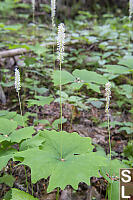 Vanilla Leaf Ground Cover