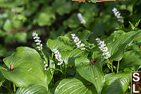 Western Lily Of The Valley