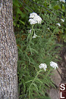 Yarrow Growing Trailside