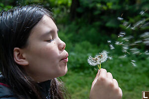 Dandelion Blowing Away