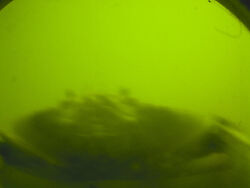 Dungeness Crab Visiting