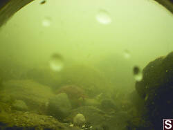 Rock Crab Walking Through